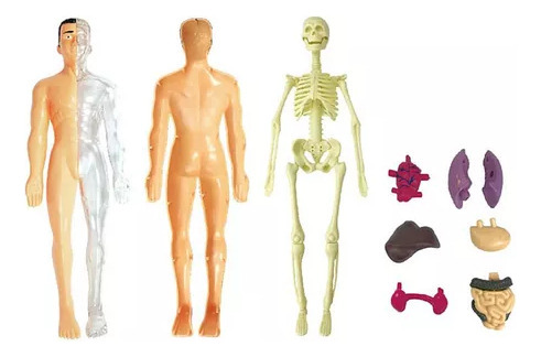 Kit Científico De Anatomía Del Torso, Modelo De Cuerpo Human