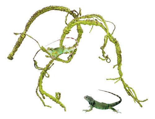 Bnosdm Plantas De Reptiles De Dragn Barbudo, Enredaderas, Ra