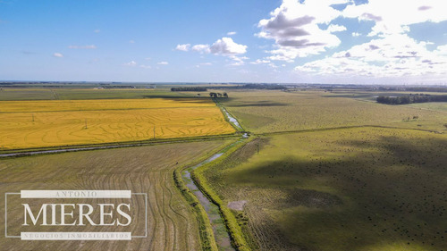 Campo Agrícola Ganadero De 1500ha Rocha (ref: Atm-6974)