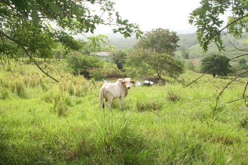 Te Vendo Hermosa Finca En Bayaguana