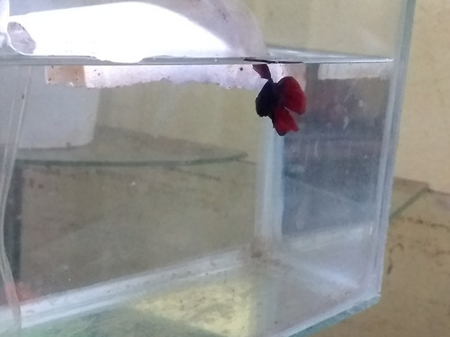 Imagen 6 de 9 de Bettas Machos Juveniles