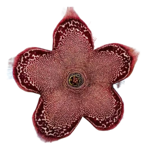 5 Semillas De Huernia Edithcolea Grandis