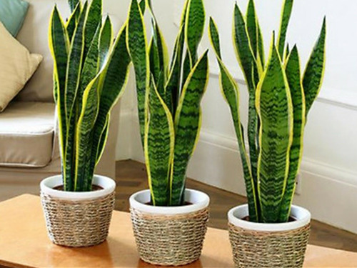 Imagen 2 de 5 de Espada De San Jorge, Sansevieria Trifasciata 70cm