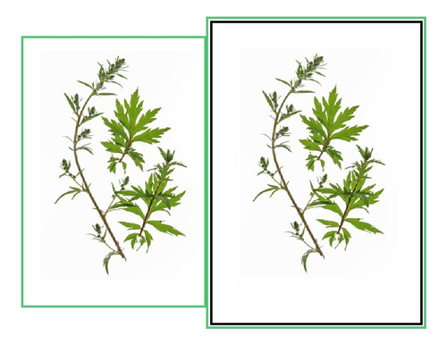 Plantines Artemisia Vulgaris, (x2) Medicinal, Sertal
