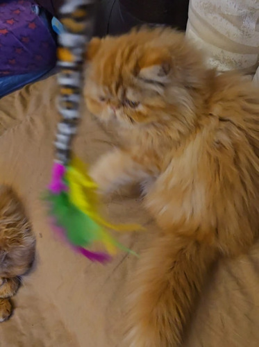 Gatita Hembra Persa Redtabby/vacunada-desp/kit Comida Regalo Naranja Claro