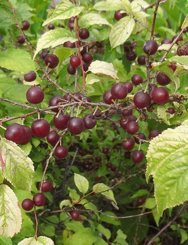 Imagem 2 de 4 de Muda Mini Cerejeira - Carrega Flores E Frutos Na Primavera.
