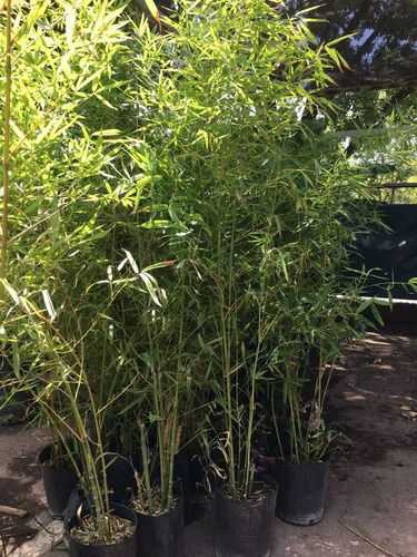 Cañas De Bambu Artificial