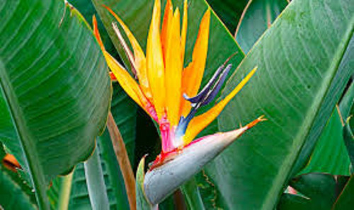 Strelitzia Reginai - Arbusto 40cm - 1 Planta En Maceta
