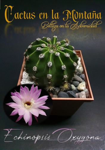 Echinopsis Oxygona - Cactus Cultivado En 3pulgadas