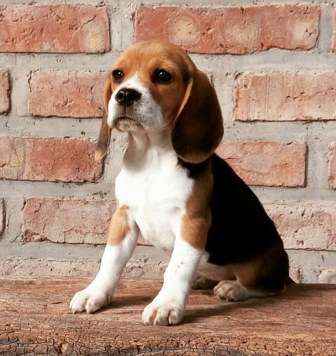 Cachorros Beagles . Calidad Y Sanidad.