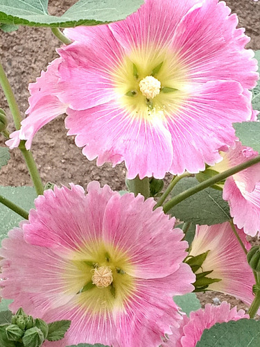 50 Sementes De Flores Malva Real Rosa