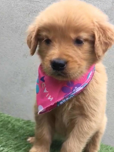 Imagen 8 de 10 de Cachorros Golden Retriever Cali Medellin Bogota