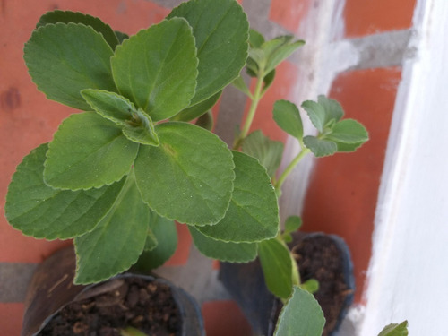 Búscapina Planta Aromática Medicinal