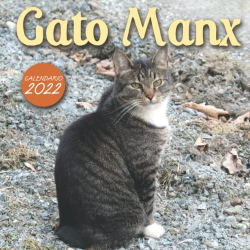 Gato Manx Calendario 2022: Calendario 12 Meses 2022 - 8 5 X