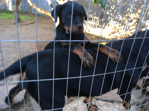 Rottweilers. Cachorros Con Pedigree.