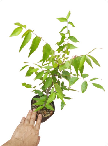 Planta De Zelkova Serrata