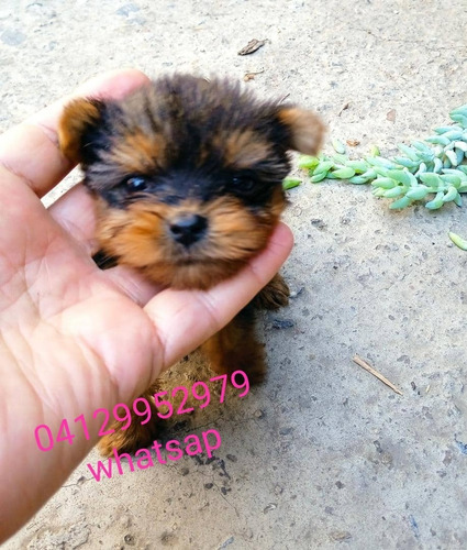 Imagen 5 de 5 de Yorkshire Terrier Mini Macho Para Monta