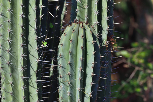 Pachycereus Pecten Aboriginum 15 Semillas