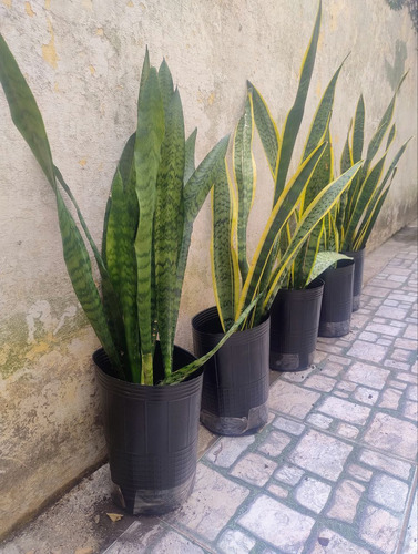 Sansevieria Planta Alta 60cm Colegiales