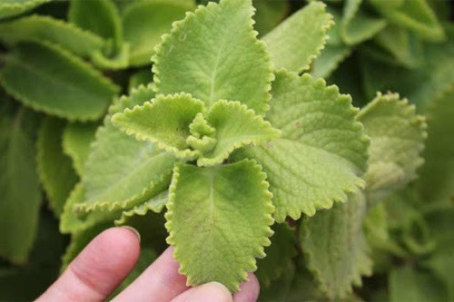 Planta De Óregano Orejón Esquejes U Hojas