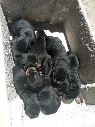 Imagem 2 de 3 de Filhotes De Rottweiler
