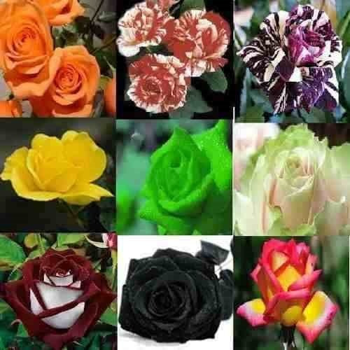 Kit 60 Sementes Rosas Do Deserto E Raras P Mudas Em Jardim
