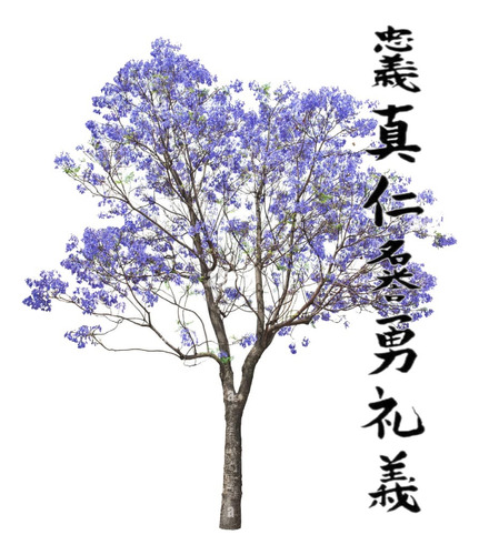 Jacaranda Arbol Ornamental 