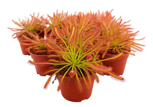 Planta Carnivora Droseras X2
