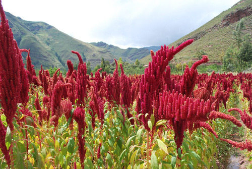 Imagem 1 de 6 de Quinoa Vermelha  Super Alimento Inca 300 Sementes Cultivo