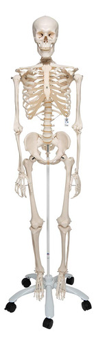 3b Scientific Modelo De Esqueleto Humano De Plstico  Stan ,