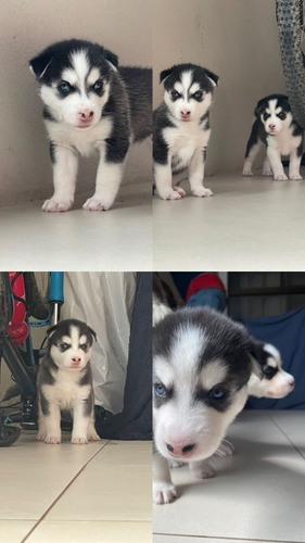 Imagen 6 de 6 de Cachorros Husky Siberianos Buena Genética
