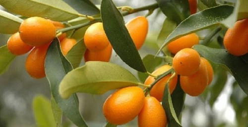 Kumquat Nagami - Planta De Kinotos - Primera Calidad