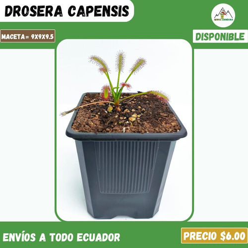 Plantas Carnívoras | Variedad De Géneros Y Especies