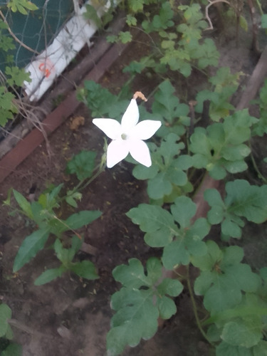 Semillas De Flor Silvestre Del Campo. Color Blanco.