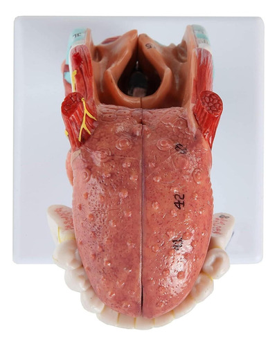 Laringe Humana Con Diente Y Lengua Modelo Anatomia Garganta