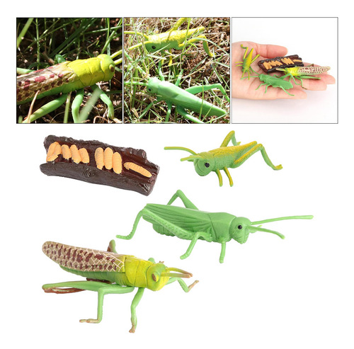 2 Modelo De Crecimiento Del Saltamontes Juguetes De