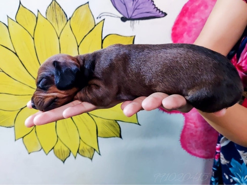 Cachorros Salchicha Teckel