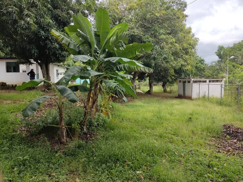 Imagen 26 de 26 de Kn Bienes Raices Vende Finca En El Sector Guayabitos, Tinaquillo Estado Cojedes. Karen Nuñez 0412-7415693