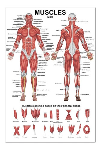 Póster Anatomía Del Cuerpo Humano