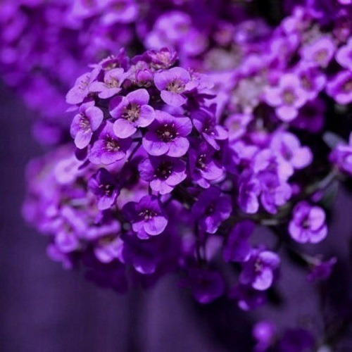 Alyssum Violeta - 0,1g = 245 Sementes - Perfume De Mel