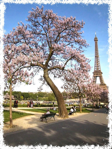 Semillas Paulownia Tormentosa - Kiri - El Arbol Del Futuro