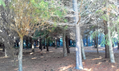 Chacra - Las Golondrinas