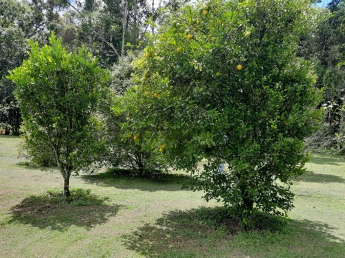 Imagem 27 de 30 de Sítio À Venda Em Juquitiba; - 288 - 69390789