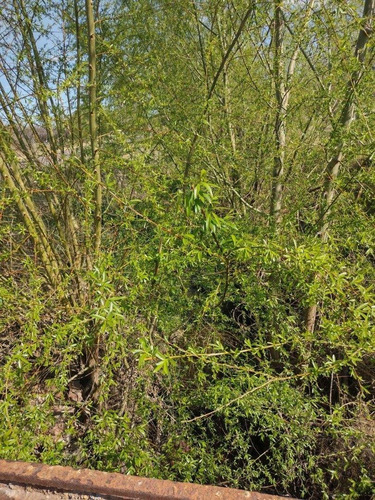 Imagen 11 de 13 de Vendo Finca 5.5 Hectareas A Tranquera Cerrada