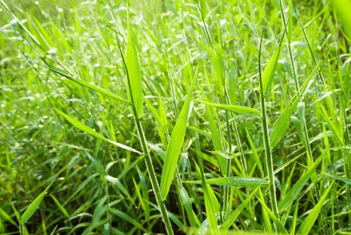 Adubo Para Pasto 20 Litros - Fertilizante Npk 10x10x10