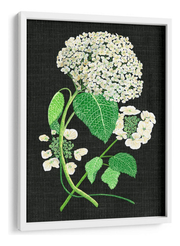 Cuadro Enmarcado Blanco Estudio De Hydrangea Blanco Ii 60x80