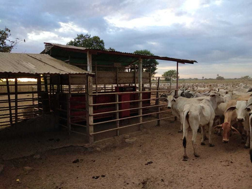 Imagen 19 de 24 de Hato En Venta En Santa Bárbara De Barinas