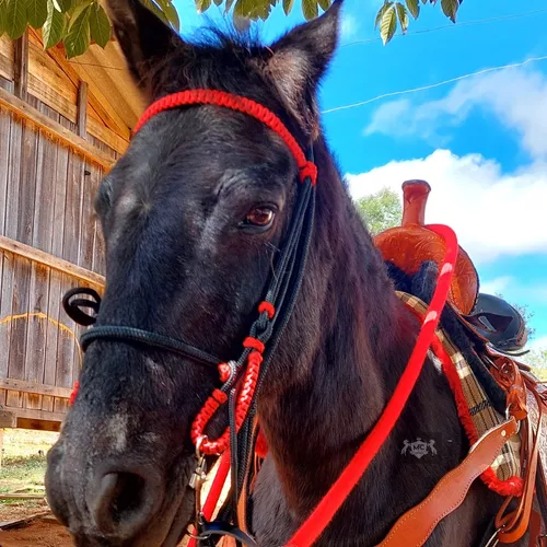 Kit Traia Para Cavalos Rédea Cabeçada De Cordinha E Bridão D