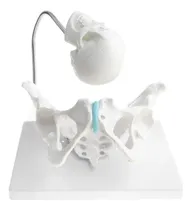 Comprar Pelvis Femenina Con Cráneo Pequeño Modelo Anatómico Parto