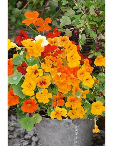 10 Semillas Capuchina Mix Colores Tropaeolum Majus 30-45cm